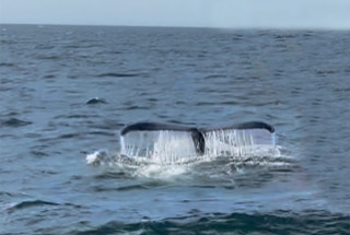 Whale watching off Cape Cod MA